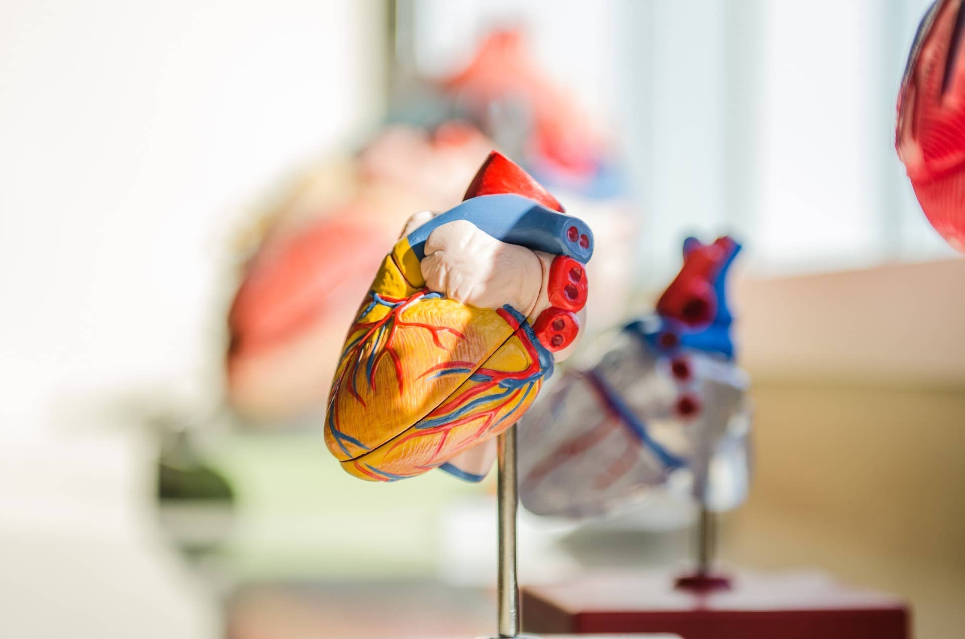 A anatomical human heart model