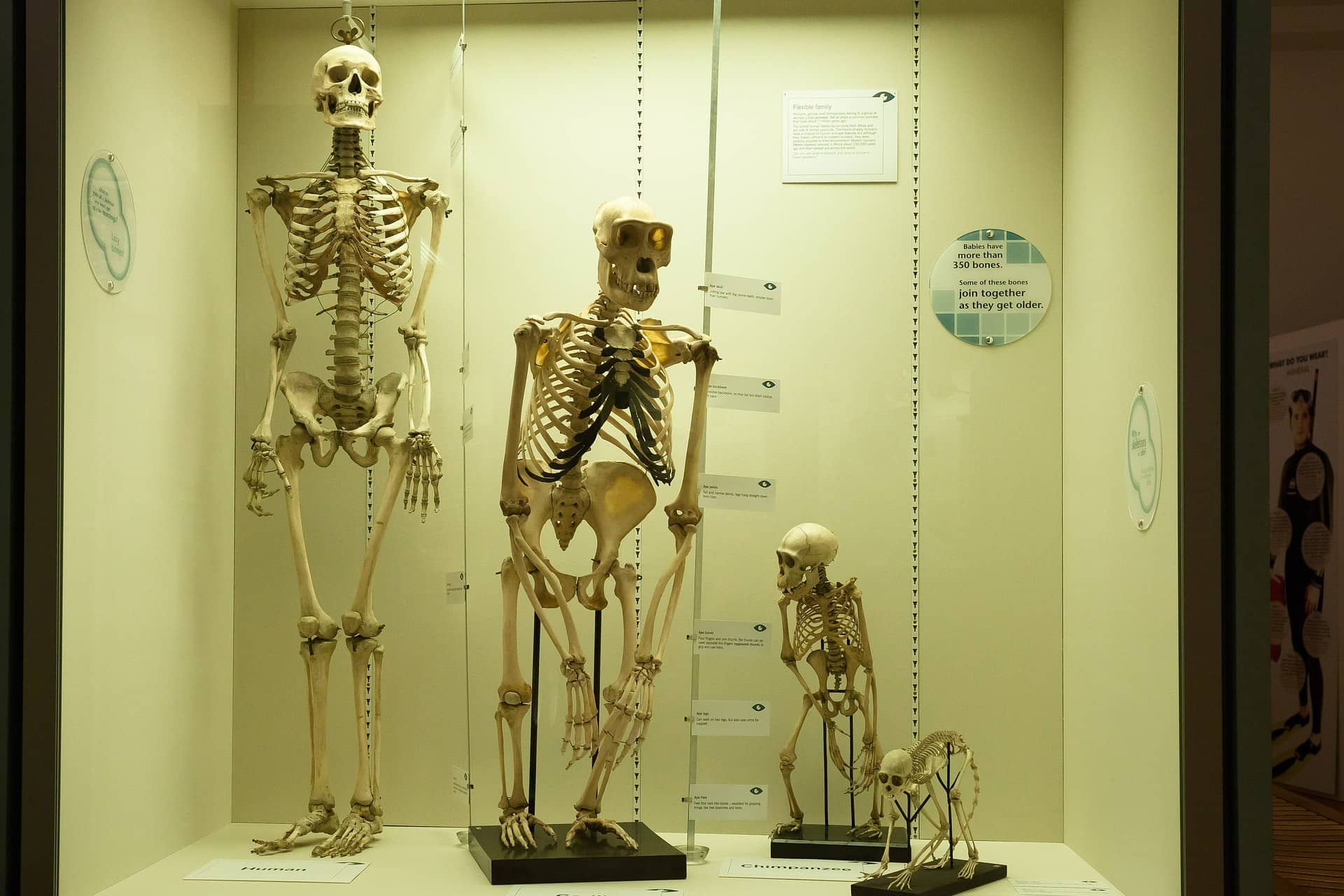 Three skeletons on display